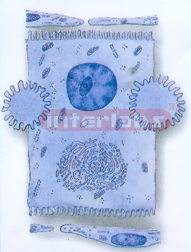 HUMAN HISTOLOGY MODEL (3)